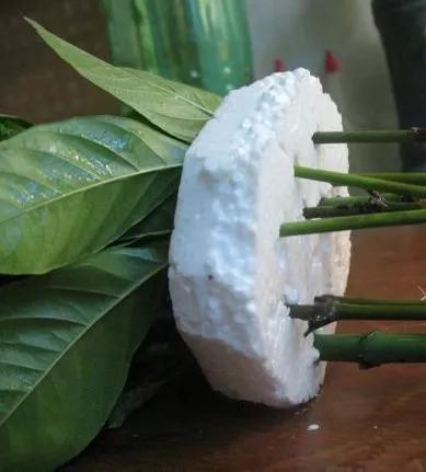 剪下枝条给根插水就能活的绿植,什么花枝条插水就能活