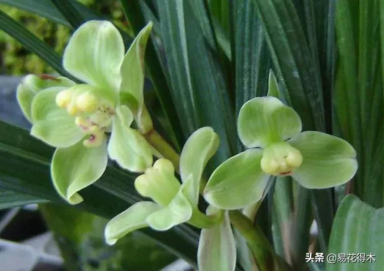 春兰春剑送春莲瓣兰蕙兰怎么分别,蕙兰春兰春剑莲瓣兰对光照的要求