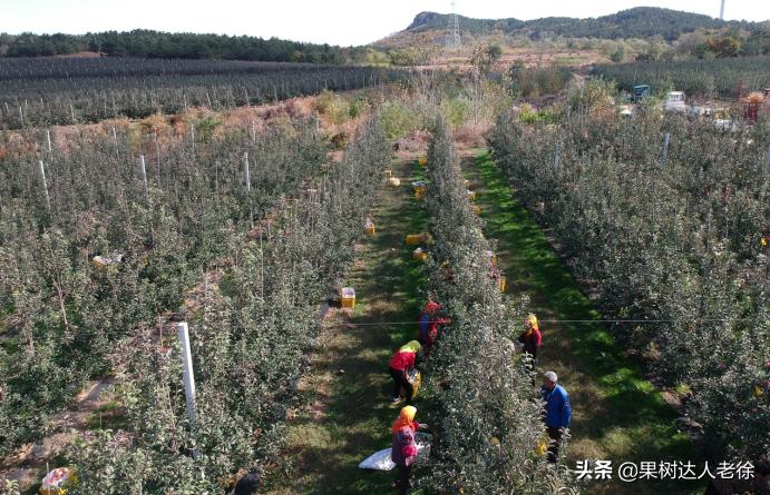 苹果矮化栽培管理,苹果矮化栽培的原理