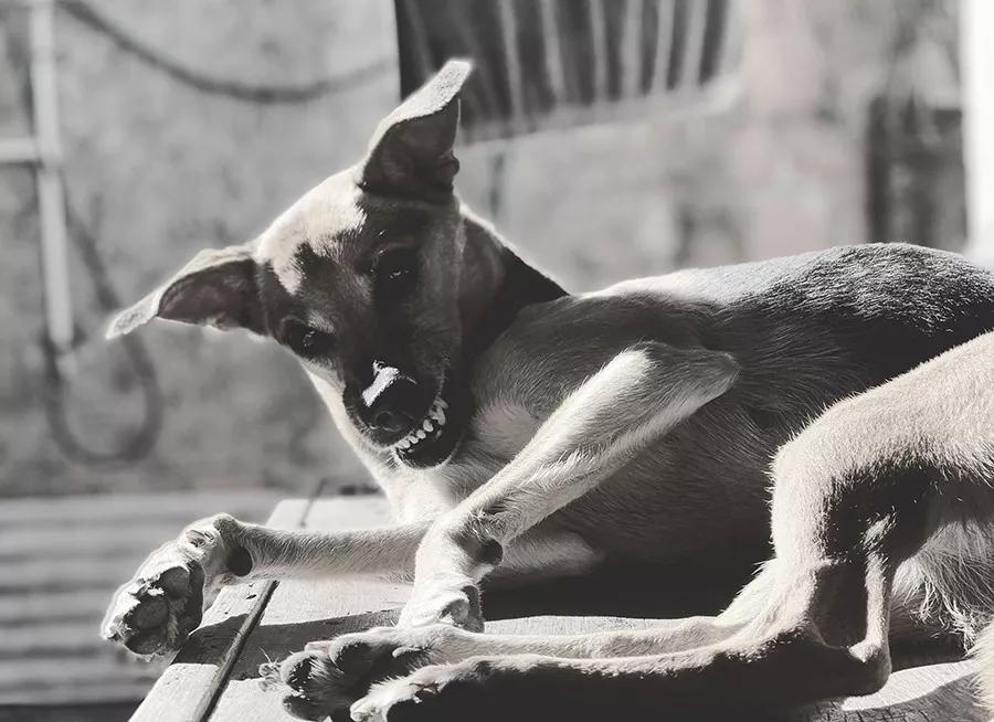 我怕狗英文,我怕狗