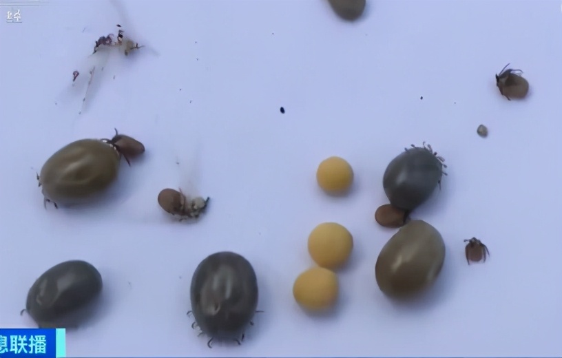 十大毒虫咬了会有什么症状,被各种毒虫咬伤容易得什么病吗