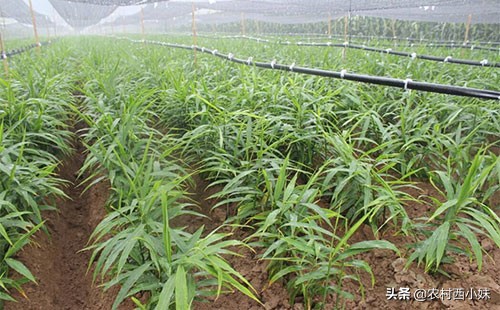 河南生姜种植时间和方法,泡沫箱生姜的种植方法