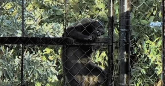 蜜獾的生存能力真有那么强吗,蜜獾为何无所畏惧