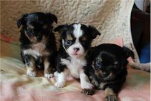 养吉娃娃属于小型犬吗,适合家庭饲养的小型犬吉娃娃