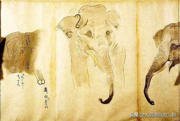 日本皇室特别喜欢给动物封官，每一个级别都比大名高