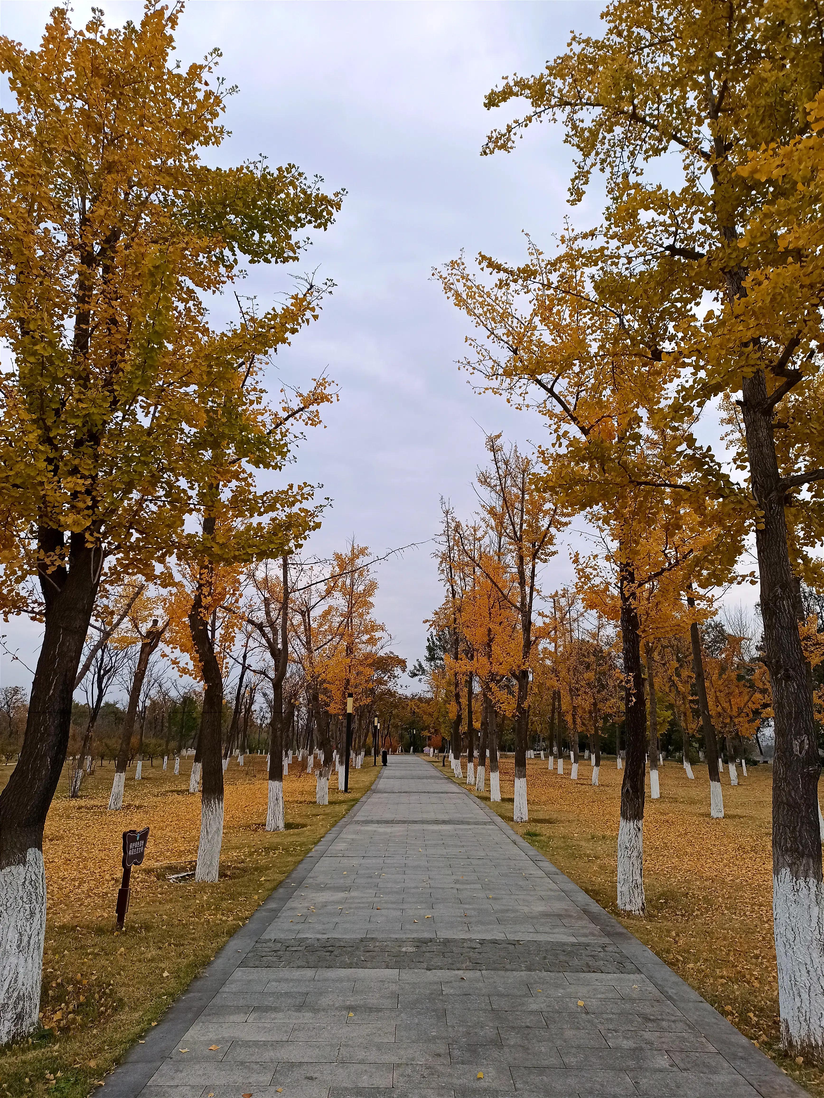 秋天的颜色是五光十色的,秋天的色彩是那样的斑斓