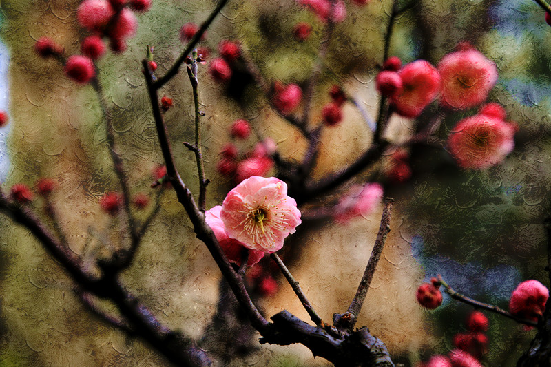 南京古林梅岭，二梅报春；盆景园梅花，婀娜多姿