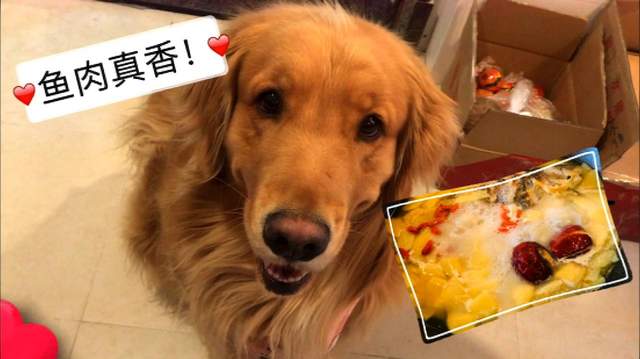 金毛不能吃食物清单,幼犬金毛能吃带咸的食物吗