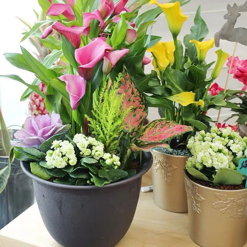 四季彩色马蹄莲好养吗,彩色马蹄莲的养殖方法图解大全