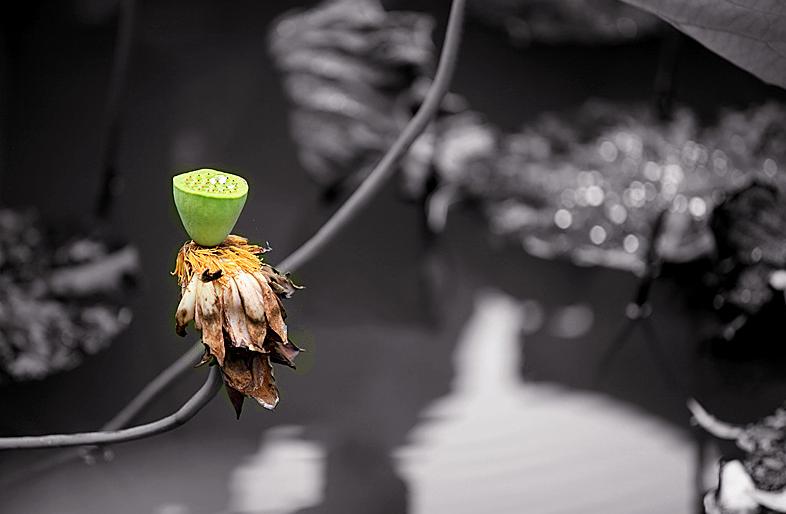 描写枯荷的诗词,关于枯荷诗句