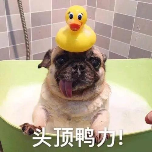 小狗用英语怎么说啊,小狗用江苏话怎么说