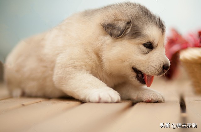 阿拉斯加犬下崽后没奶怎么回事,阿拉斯加产后吃什么