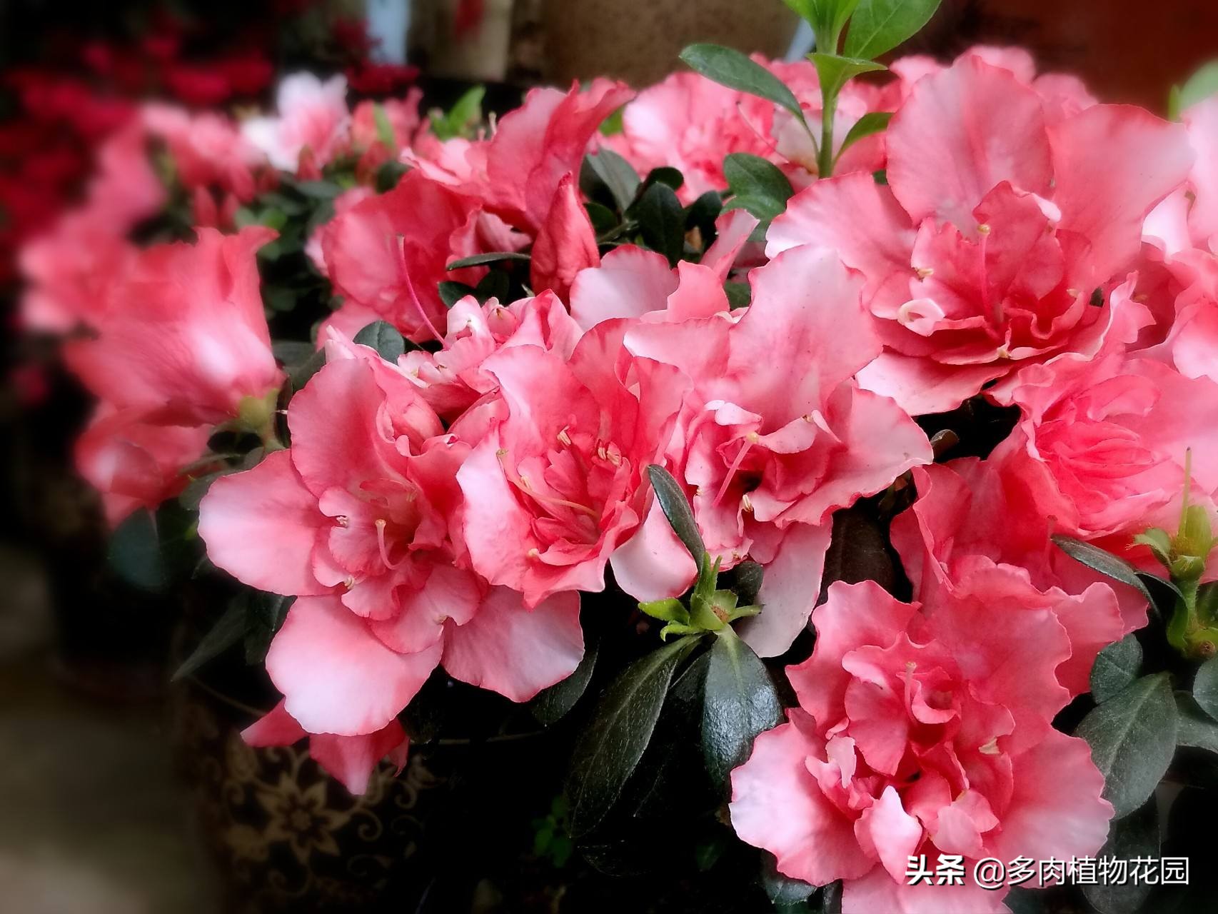 水仙花是我国的十大名花之一,桂花是我国的十大名花之一