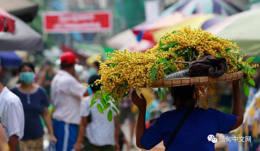 紫檀花开独一无二,紫檀花开了视频