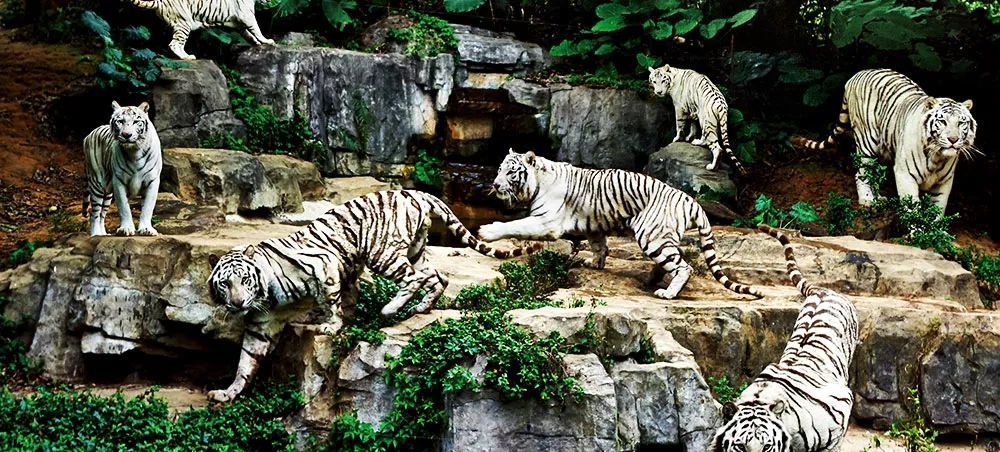 长隆野生动物世界营业时间,广州长隆野生动物园要玩多久