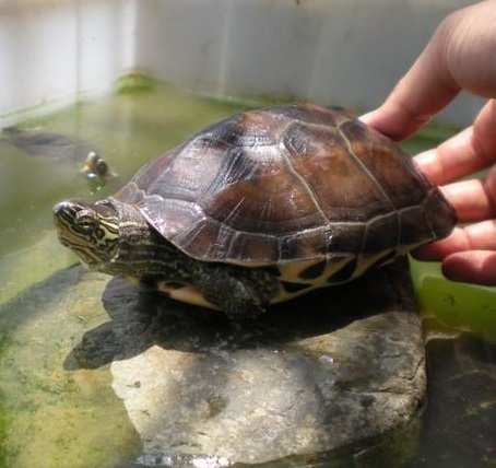 花杂龟和草龟的区别,中华草龟和花草杂龟哪个好看