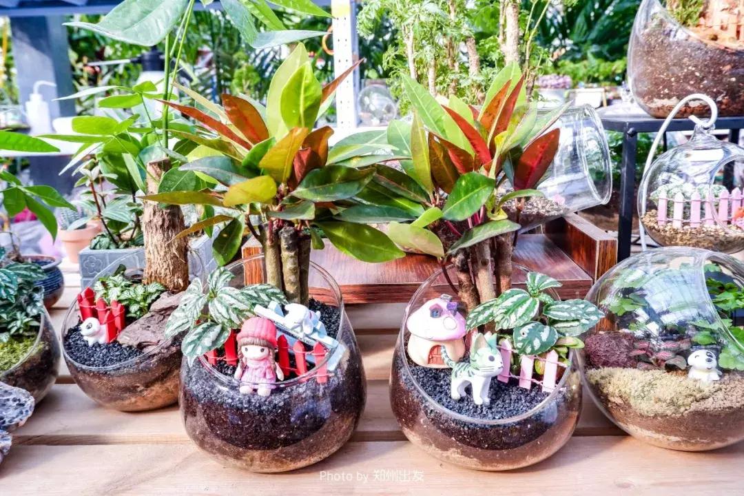 郑州三大花卉市场都是哪个,郑州哪个花卉市场最全