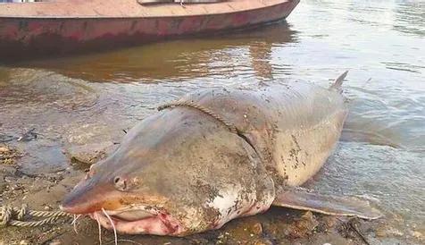 黑龙江鳇鱼营养价值高吗,黑龙江冰冻大鳇鱼