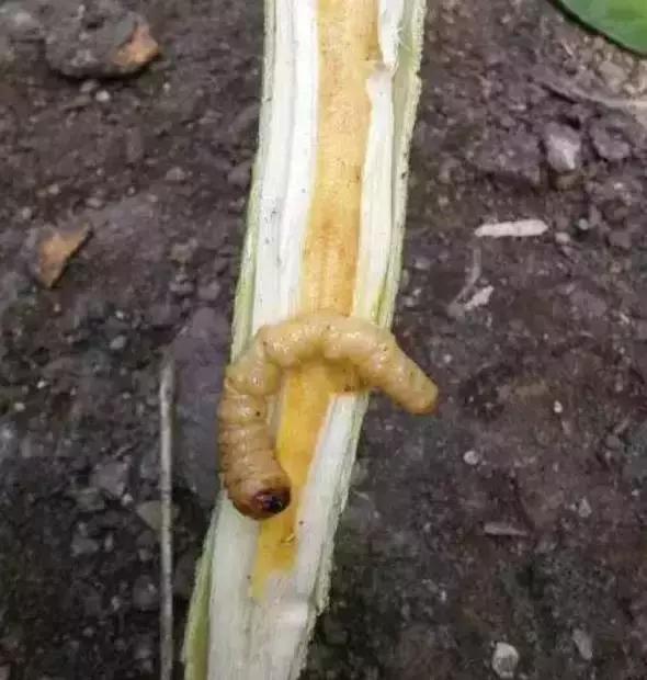 柑橘爆皮虫的防治最佳时期,柑橘天牛钻心虫最佳防治方法