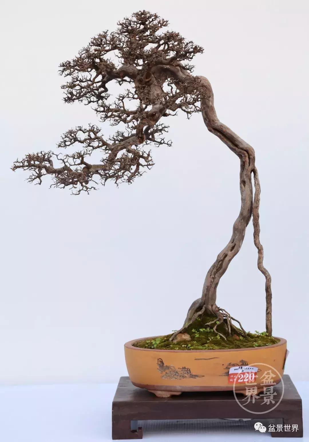 翠鸟根艺石头盆景艺术分享,奇形怪状极品根艺盆景图片