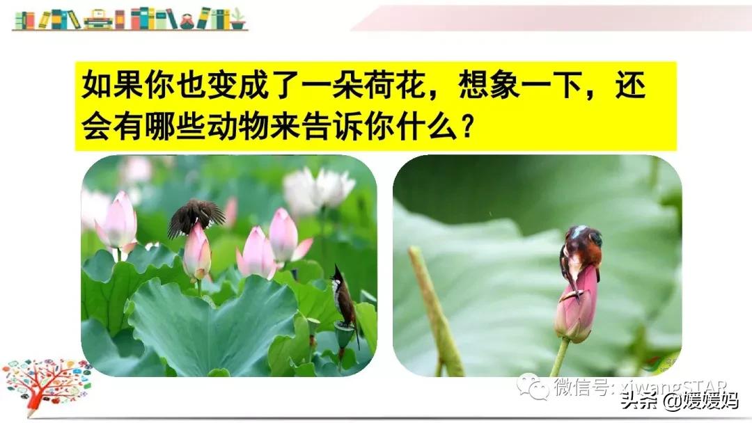 三年级下册荷花ppt课件部编版,三年级下册语文第三课荷花小练笔