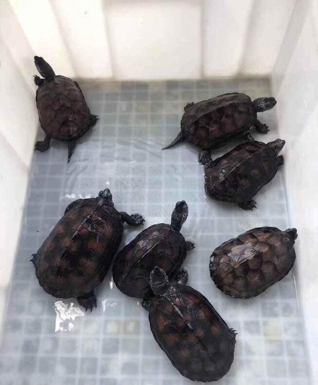 黑颈龟现在什么价格,黑颈龟历年价格走势