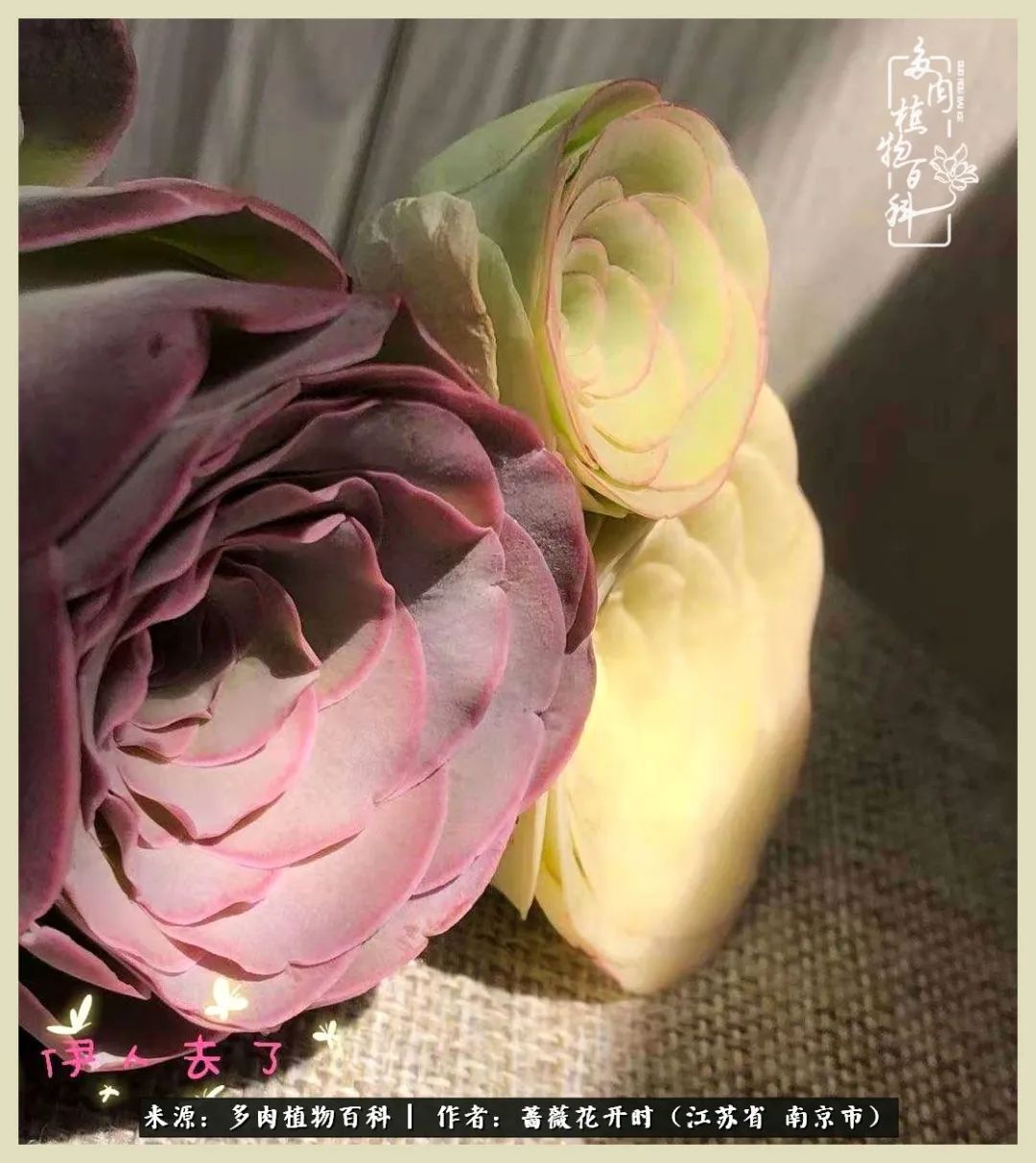 又见颜的妩媚，色的诱惑！这些山地玫瑰礼盒惊艳了眼眸