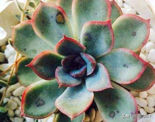 多肉赤腐病处理方法,多肉赤腐病的克星