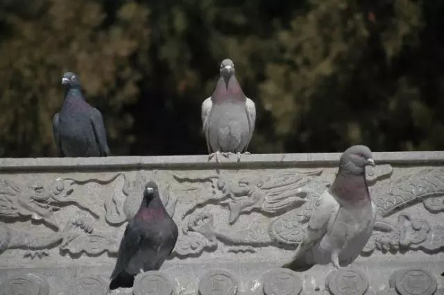 您应该去过密云？但您知道这个地方才是密云的标志和象征吗？