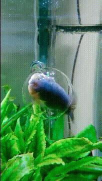 主人在背后吓唬狗子,主人在后面吓狗狗