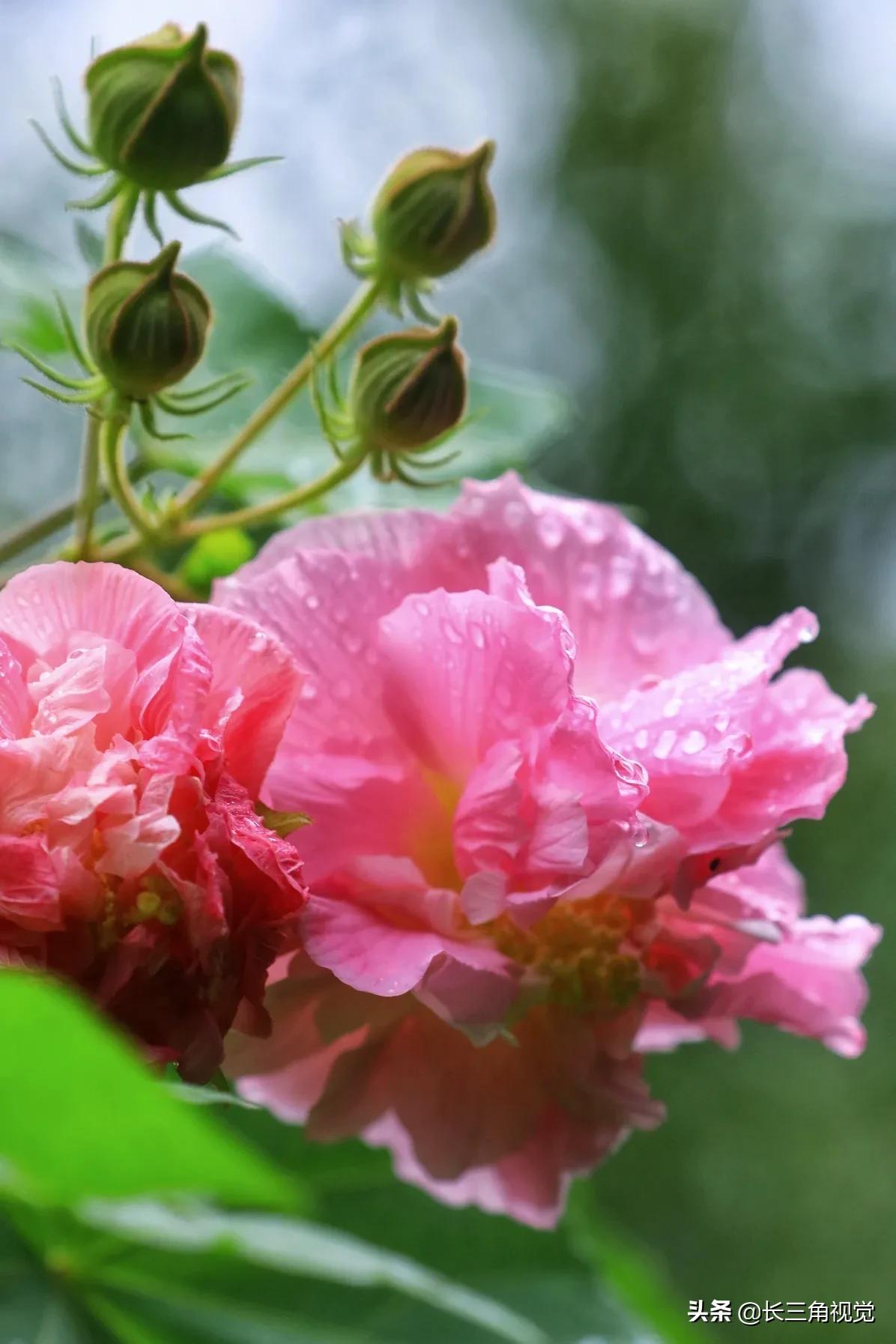 “断崖式”寒潮过后，湖州：晚秋芙蓉始盛开