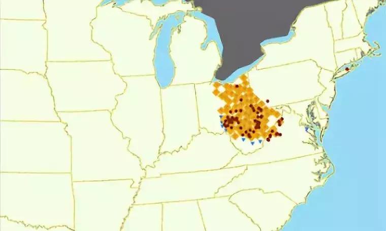 这种蝉中奇葩做了一道数学题，选择了一个让科学家想破脑袋的习性
