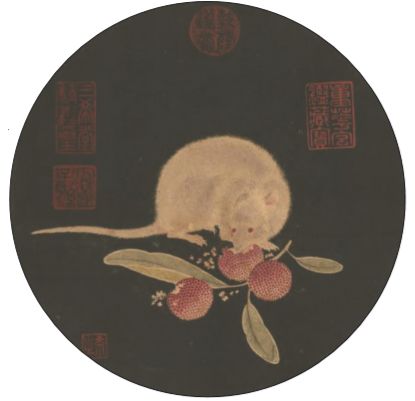 小白鼠很接近人类,我们对仓鼠的喜爱写一写