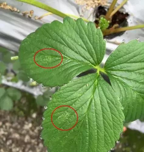 蓟马螨虫红蜘蛛蚜虫,四季豆蓟马红蜘蛛蚜虫要打什么药