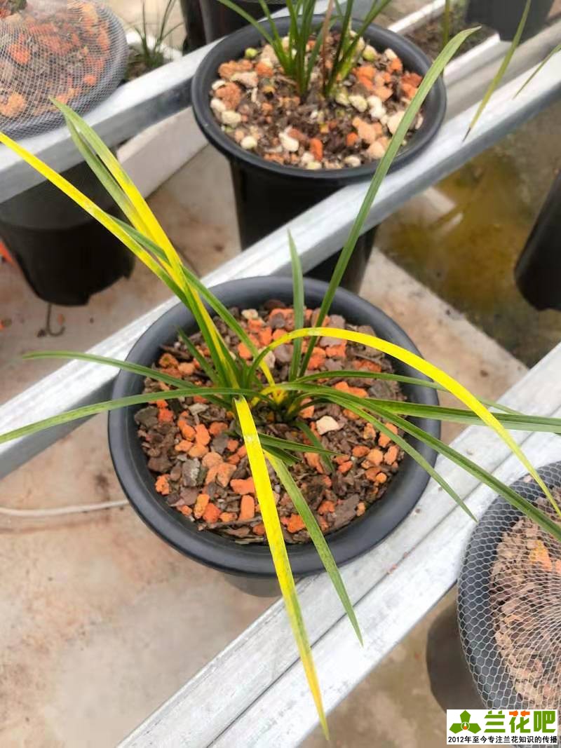 兰花换盆注意事项及养护,兰花怎么养才能快速爆盆
