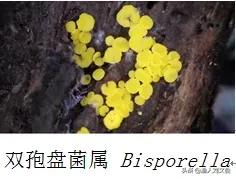 真菌的分类初识：真菌与细菌不同，是一种真核生物