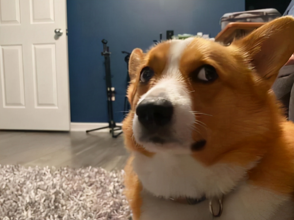 柯基46斤减肥,怎么训练柯基潜水减肥