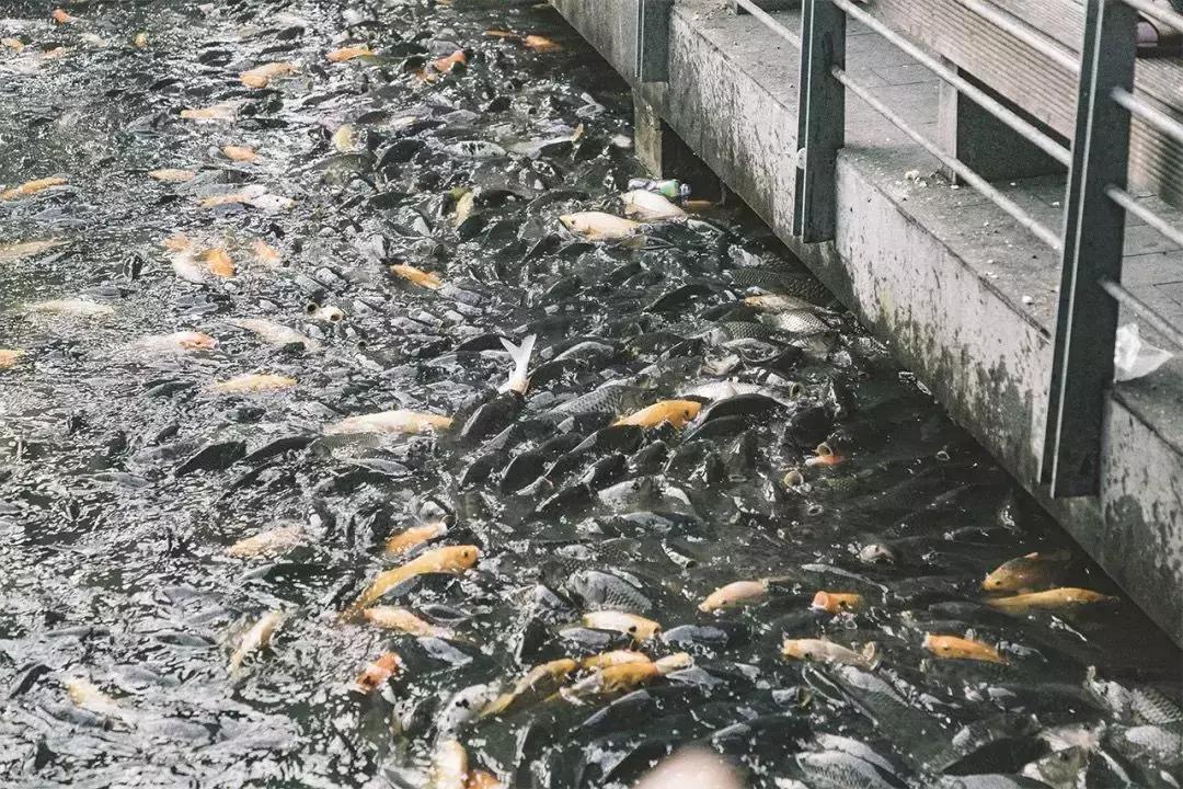深圳市一日游攻略最佳路线,深圳一日游详细攻略大全最新