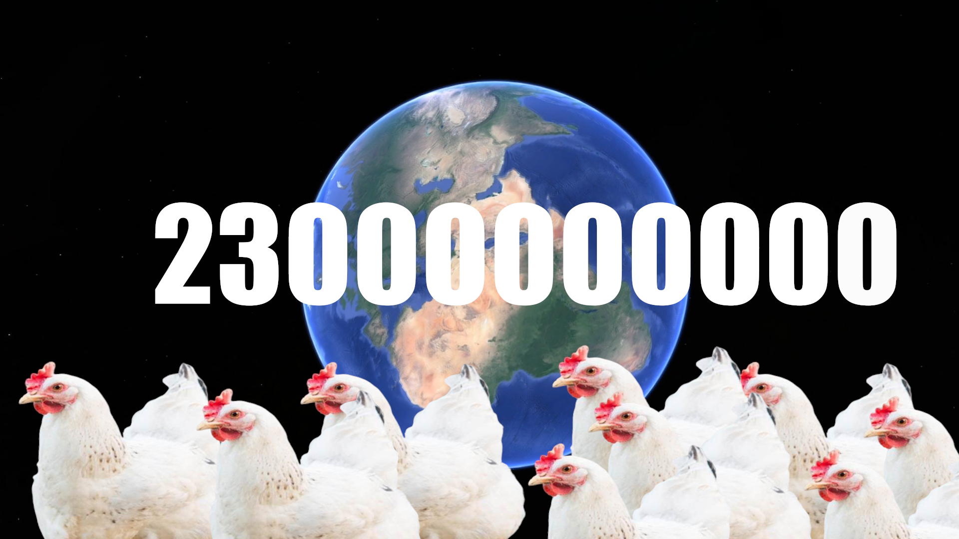 速生鸡与白羽鸡是什么,白羽鸡养殖技术和方法图解