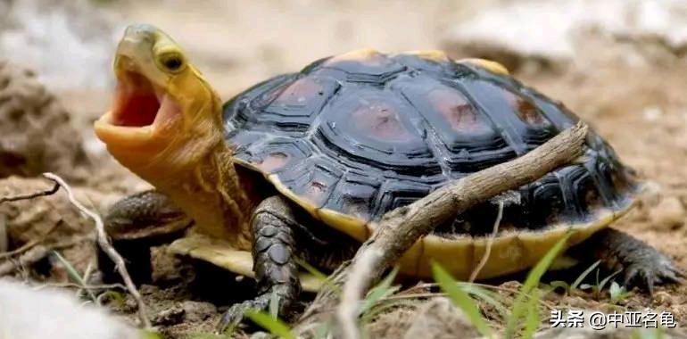 新手养水龟最好养什么龟,新手养半水龟哪个品种好