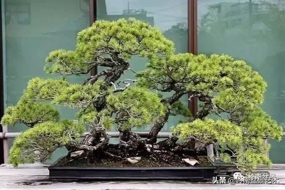 松树在水旱丛林盆景创作中的运用 (松树丛林盆景经典之作)