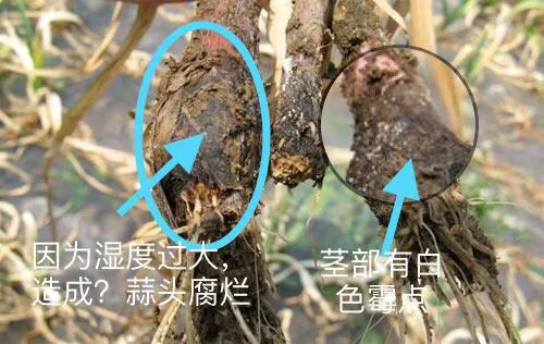 大蒜细菌性软腐病用什么药效果好,大蒜叶枯病紫斑病软腐病用什么药