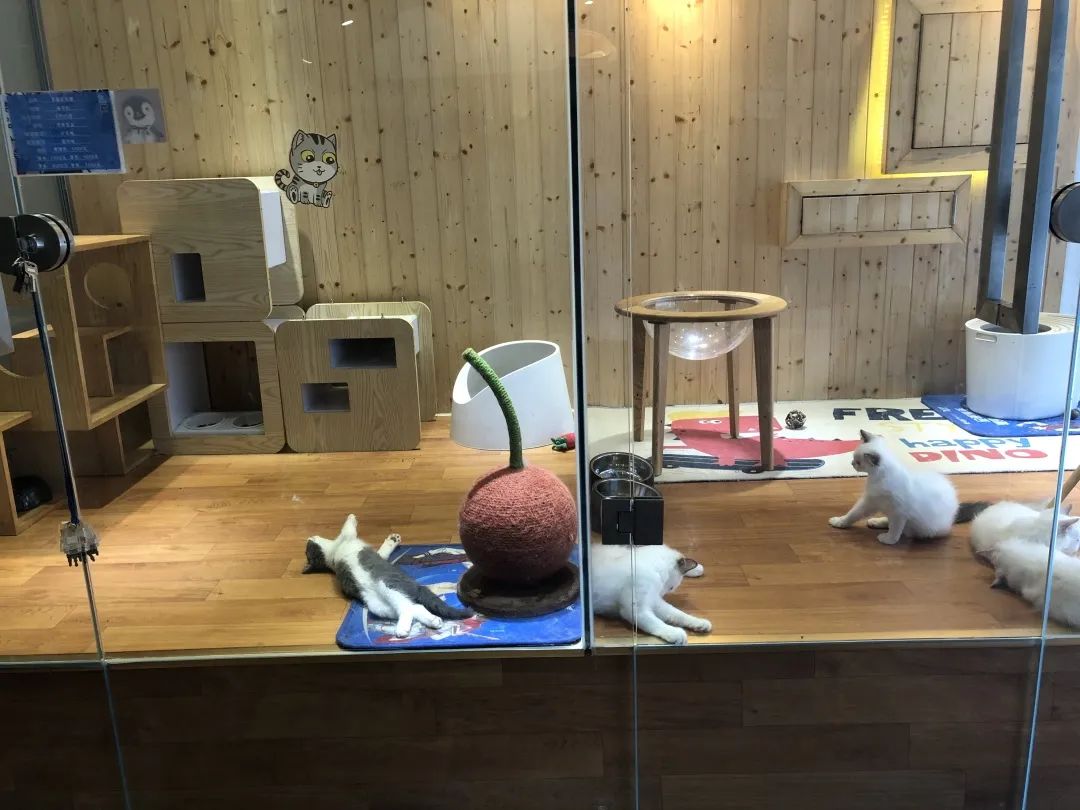 欢迎同行入内，这是一家为宠物店而开的宠物