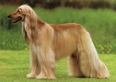 狗狗品种大全及介绍了解一下,狗狗品种怎么挑选最好看