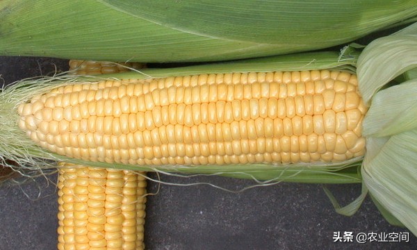 甜玉米可以食用还可以做饮料，甜玉米乳饮料加工工艺