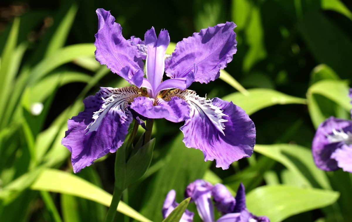 樱花植物有哪些品种,植物世界系列