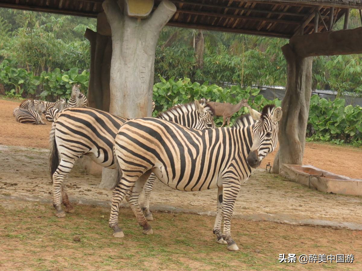 广州长隆野生动物世界参观指南,带你去看广州长隆野生动物世界