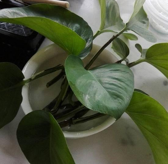 绿萝怎么造型更好看,大绿萝怎么做造型好看