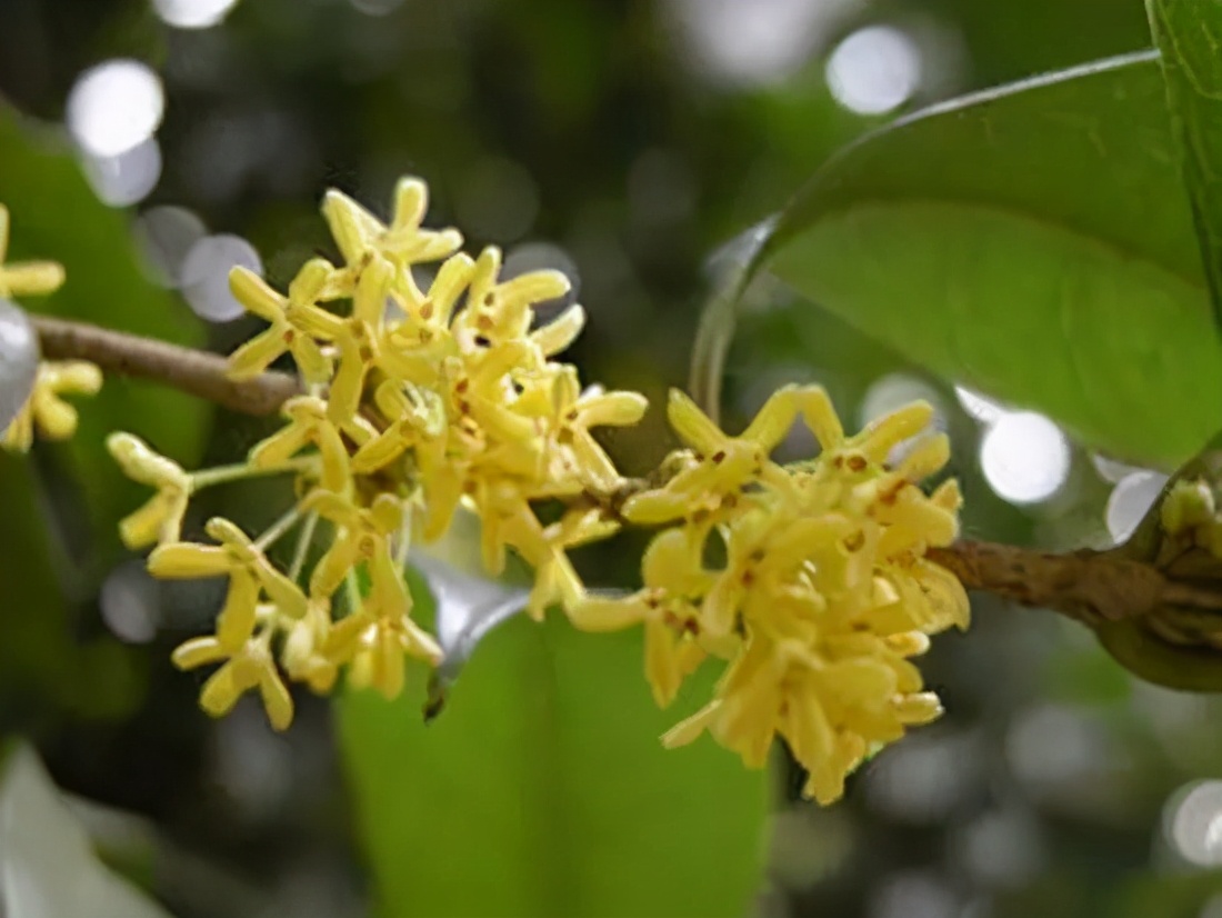 桂花发了好多新芽,桂花品种对比一览表