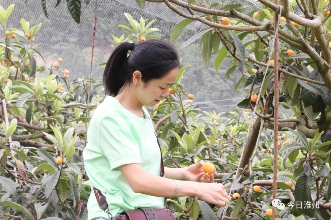 淮口好玩,金堂淮口枇杷